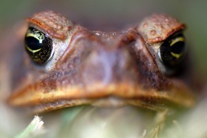 Az óriásvarangyok (Bufo marinus) túlszaporodása