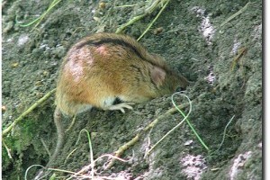 A vöröshátú erdeipocok (Myodes glareolus, korábban Clethrionomys glareolus)