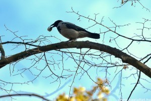 A dolmányos varjú (Corvus cornix)