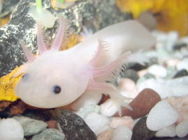 A mexikói axolotl (Ambystoma mexicanum)