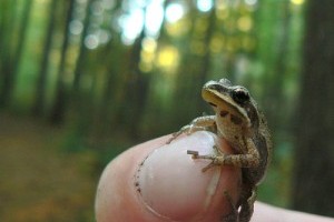 A nyugati álsáskabéka (Pseudacris triseriata)