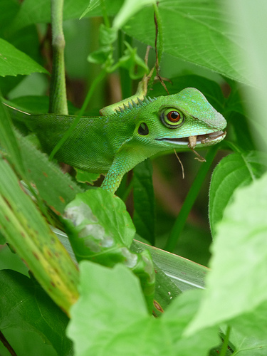 A kaméleon (Chamaeleon) A-vitamin hiánya