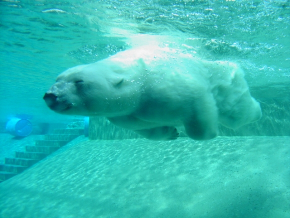 A jegesmedve (Ursus maritimus, korábban Thalarctos maritimus) - 1. rész