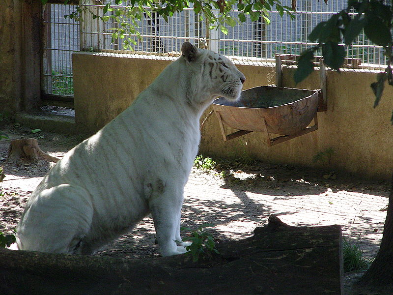 A fehér tigris (Panthera tigris tigris mutatio alba)