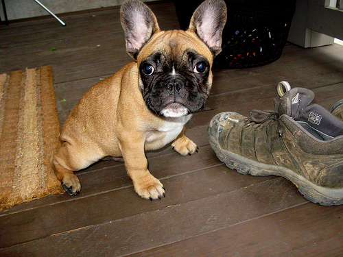 A francia bulldog története