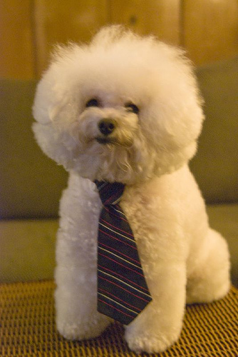 A bichon frise temperamentuma