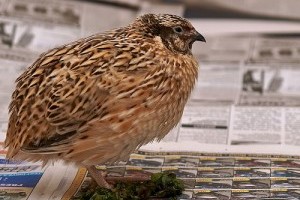 A gazdasagi fürj (Coturnix coturnix) tartása