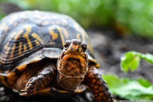 Sárgafülű ékszerteknős: mit kell tudni róla?