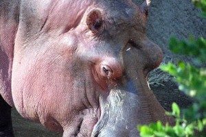 A víziló (Hippopotamus amphibius)