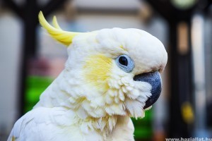 Frostie, a táncoló kakadu - vicces videó