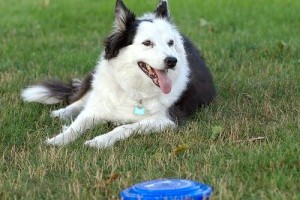 Chaser, a border collie 1022 szót tud