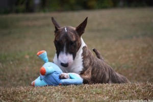 Az angol bullterrier az előítéletek áldozata