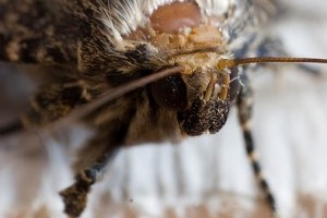 Lepke vagy moly? avagy a metamorfózis