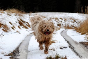 Magyar kutyafajtáink: a komondor