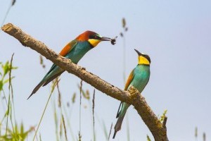 A gyurgyalag hazánk madárfaunájának egyik legszínpompásabb madara