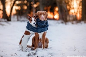 Cuki havas kutyás képek!