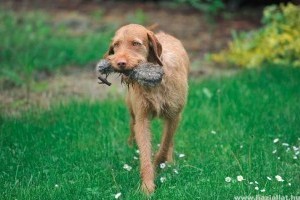 Drótszőrű vizsla is indulhat jövőre a legrangosabb amerikai kutyakiállításon