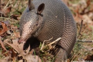 Szőrös tatu született a miskolci állatkertben