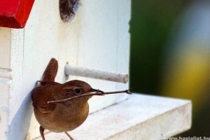 Madárház, odu kihelyezése: így vigyázhatsz majd télen is a madarakra