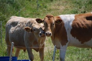 Kulcsfontosságú a megelőző vakcinázás a lépfene elleni küzdelemben