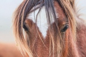 Csipked az egykor szelíd pónim. Mit tegyek?