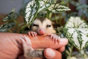 Cukormókus, a kedves kis erszényes háziállat