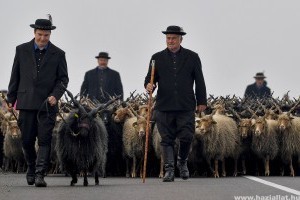 Behajtási ünnepet tartottak a Hortobágyon