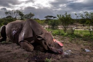 Wildlife Photographer of the Year (Az év természetfotósa) 2017