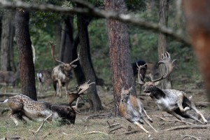 Az októberi erdő izgalmai a dámvadaknál