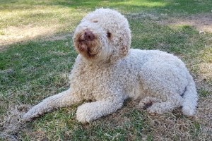 Lagotto romagnolo, a gyerekbarát szeretnivaló szőrmók