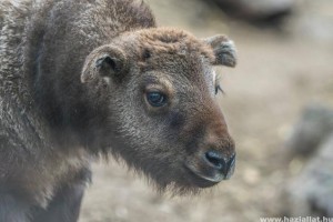 Mishmi takinok születtek a Nyíregyházi Állatparkban