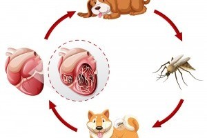 Nagy veszélyt jelentenek a szúnyogok kutyáinkra