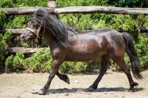 Európa egyik legősibb lófajtájával gyarapodott a debreceni állatkert