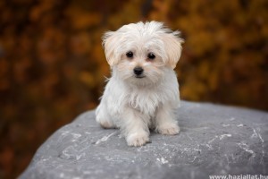 Bichon bolognese, a kis fehér szőrgombóc