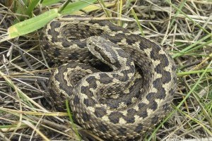 Szombat ismét a Rákosi Vipera Napja