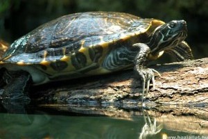 A vízi teknősök eltitkolt betegsége