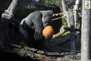 Halloween a Fővárosi Állatkertben