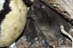 Kamerán figyelik a cuki pingvinfiókákat