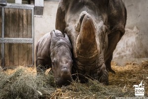 Cuki orrszarvú bébi született Veszprémben