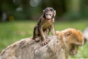 30 éven belül a főemlősök jelentős része eltűnhet Afrikában