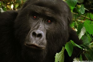 Gorillákat terveznek leölni több európai állatkertekben