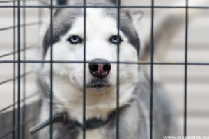 Kutyahordozó, box vagy kennel - A megfelelő típusú és méretű kutyahely kiválasztása (x)