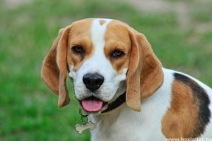 Beagle: bátor és kitartó kutya