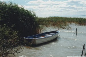 Dögevő hal került a Balatonba, ha kifogta, tilos visszadobni!