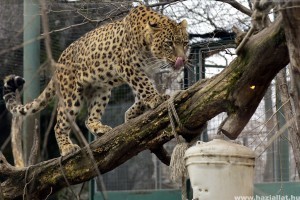 Megújult a leopárdok és tigrisek kifutója a fővárosi állatkertben