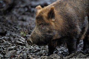 Kicsi vaddisznó tévedt be a hűvösvölgyi állomásra