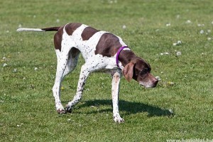 Pointer, a vadászkutyák arisztokratája